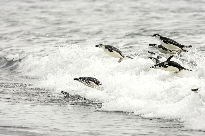 Chinstrap penguins, Pygoscelis antarctica, coming ashore in surf., Photo by Ralph Lee Hopkins / Design Pics