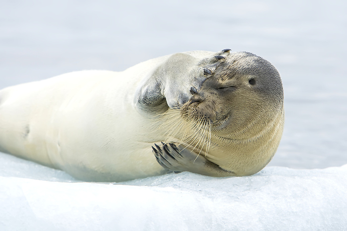 Bearded seal, Erignathus barbatus, grooming and resting on sea ice., Photo by Ralph Lee Hopkins / Design Pics