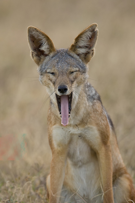 Portrait of a black-backed jackal, Canis mesomelas, yawning., Photo by Ralph Lee Hopkins / Design Pics