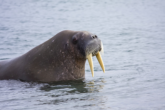An Atlantic Walrus swims in shallow waters., Photo by Ralph Lee Hopkins / Design Pics