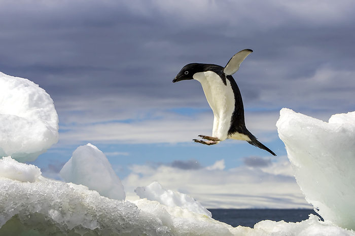 An Adelie penguin, Pygoscelis adeliae, jumping on an iceberg., Photo by Ralph Lee Hopkins / Design Pics