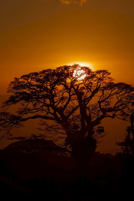 Tree at Sunset, Monte Verde Biological Reserve, Costa Rica., Photo by Ralph Lee Hopkins / Design Pics
