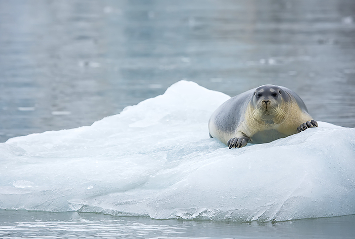 Bearded Seal, Spitsbergen Island, Hornsund, Svalbard, Norway, Photo by Ralph Lee Hopkins / Design Pics