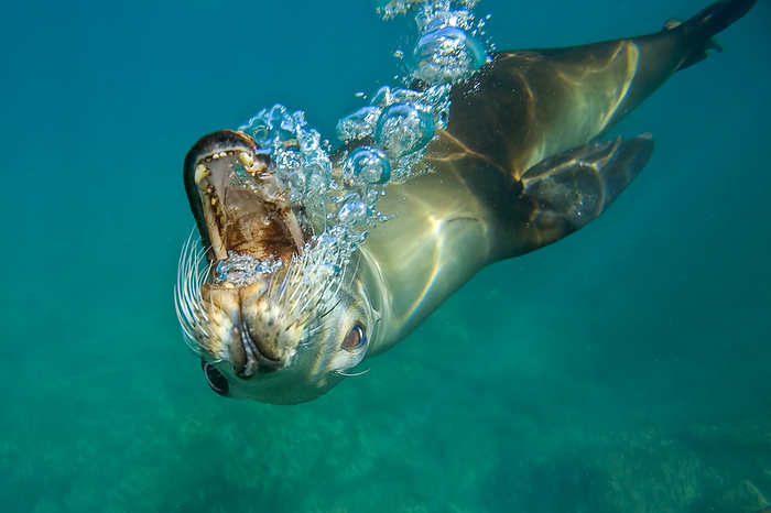 California sea lion, Zalophus californianus, blowing bubbles., Photo by Ralph Lee Hopkins / Design Pics
