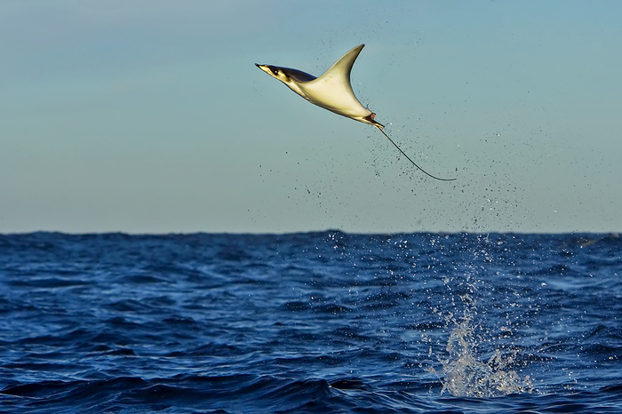 Devil ray, Mobula species, leaping from the water near Los Islotes., Photo by Ralph Lee Hopkins / Design Pics