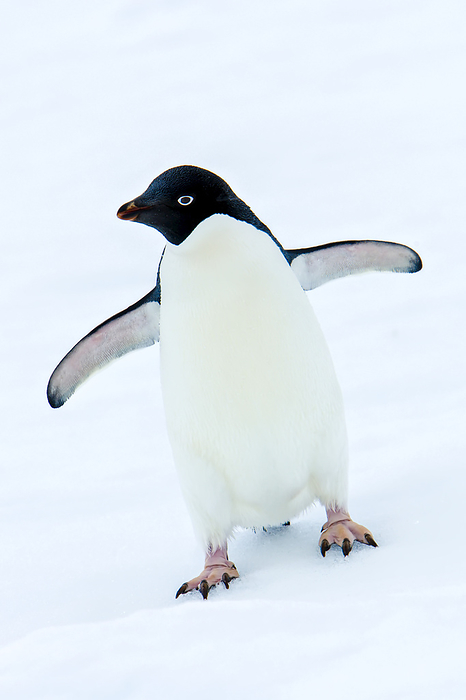 An Adelie penguin walks on the snow., Photo by Ralph Lee Hopkins / Design Pics