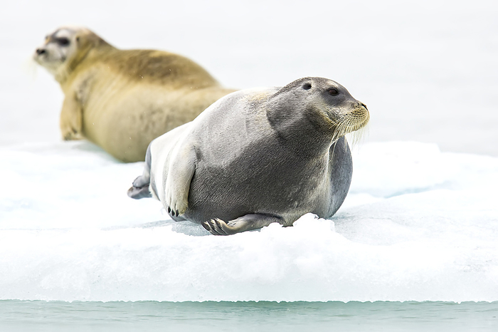Two bearded seals rest on pack ice., Photo by Ralph Lee Hopkins / Design Pics