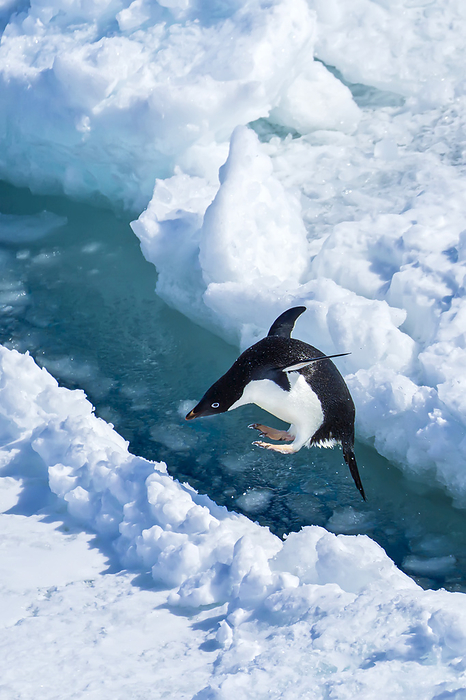 An Adelie penguin leaping between ice floes., Photo by Ralph Lee Hopkins / Design Pics