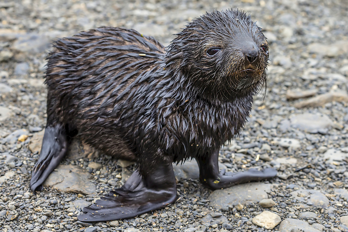 An Antarctic Fur Seal pup on Prion Island in South Georgia, Antarctica., Photo by Ralph Lee Hopkins / Design Pics