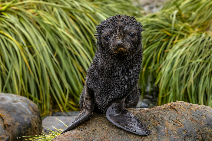 An Antarctic Fur Seal pup on Prion Island in South Georgia, Antarctica., Photo by Ralph Lee Hopkins / Design Pics