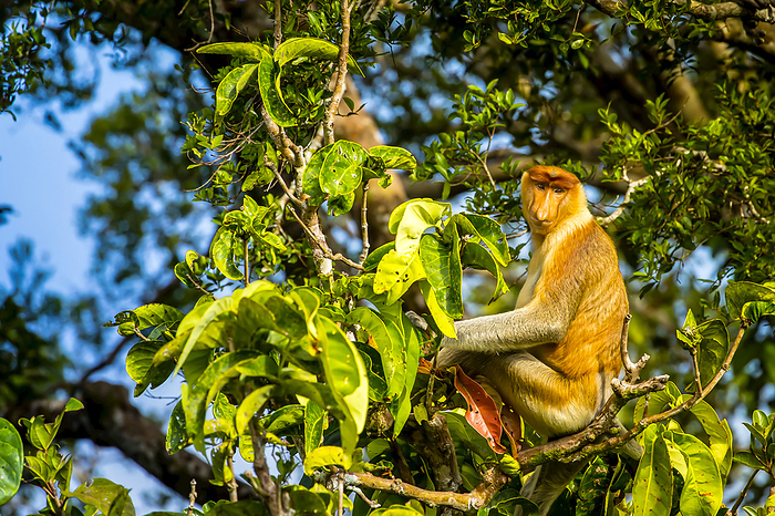 A proboscis monkey, Nasalis larvatus, in a tree top., Photo by Ralph Lee Hopkins / Design Pics