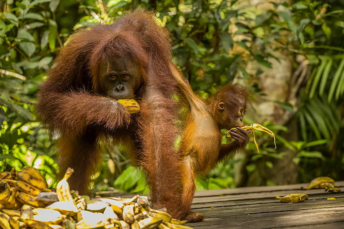 A mother and baby Bornean orangutans, Pongo pygmaeus, on a feeding platform at Camp Leakey, eating bananas., Photo by Ralph Lee Hopkins / Design Pics