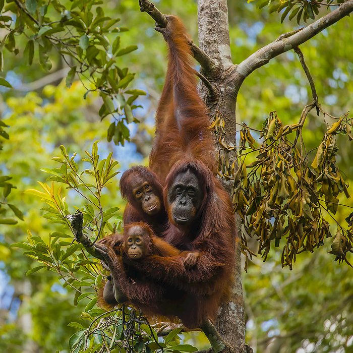 A Bornean orangutan family, Pongo pygmaeus, in a tree., Photo by Ralph Lee Hopkins / Design Pics