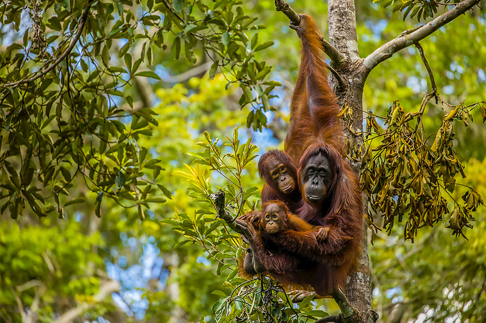 A Bornean orangutan family, Pongo pygmaeus, in a tree., Photo by Ralph Lee Hopkins / Design Pics