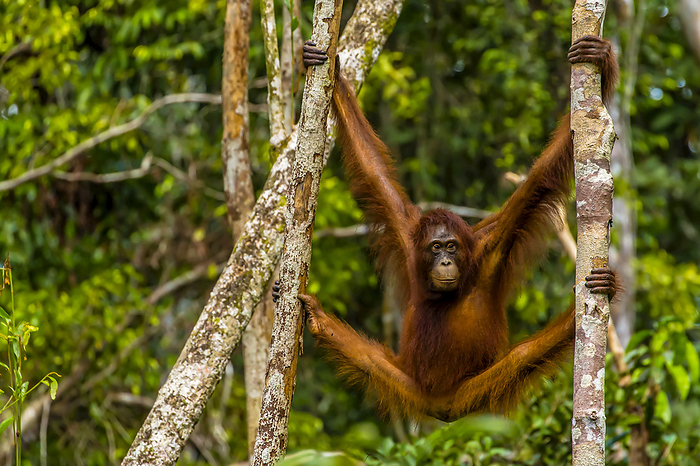 A Bornean orangutan, Pongo pygmaeus, swinging from adjacent tree trunks., Photo by Ralph Lee Hopkins / Design Pics