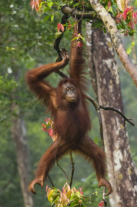 A Bornean orangutan, Pongo pygmaeus, swinging from a tree branch in a forest., Photo by Ralph Lee Hopkins / Design Pics