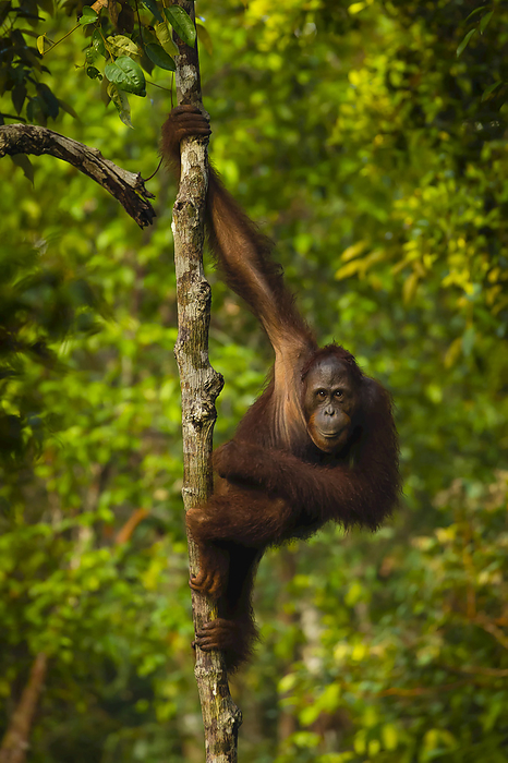 Portrait of a male Bornean orangutan, Pongo pygmaeus, clinging to a tree trunk., Photo by Ralph Lee Hopkins / Design Pics