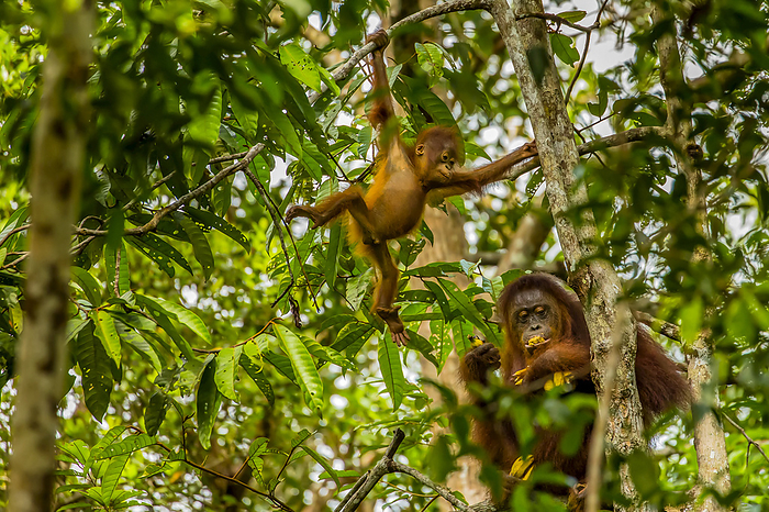 A Bornean orangutan, Pongo pygmaeus, with her baby in a tree top., Photo by Ralph Lee Hopkins / Design Pics