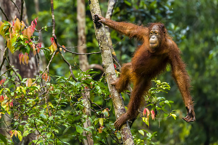 A Bornean orangutan, Pongo pygmaeus, swinging from a tree trunk., Photo by Ralph Lee Hopkins / Design Pics