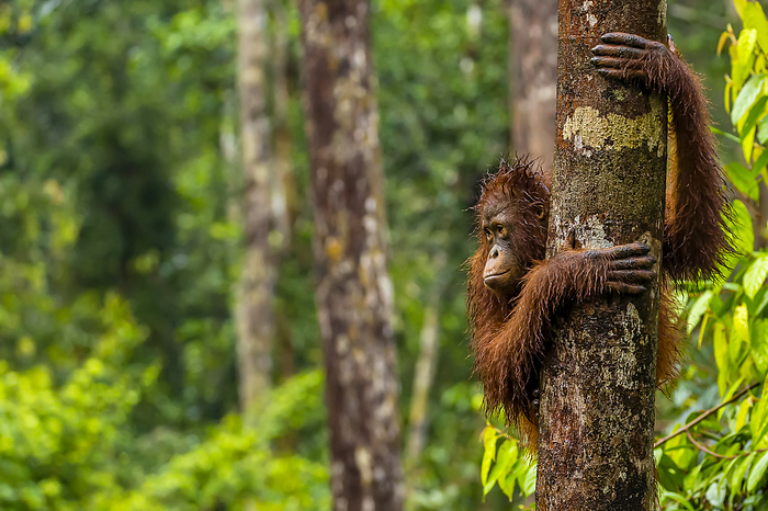 A Bornean orangutan, Pongo pygmaeus, clinging to a tree trunk., Photo by Ralph Lee Hopkins / Design Pics