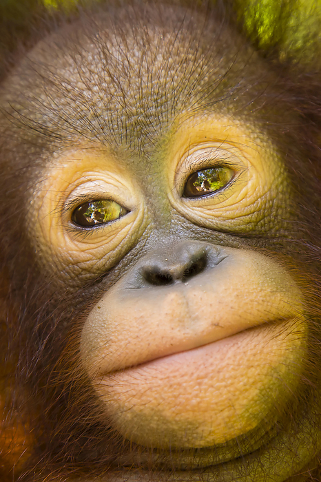 Close up portrait of an infant Bornean orangutan, Pongo pygmaeus., Photo by Ralph Lee Hopkins / Design Pics