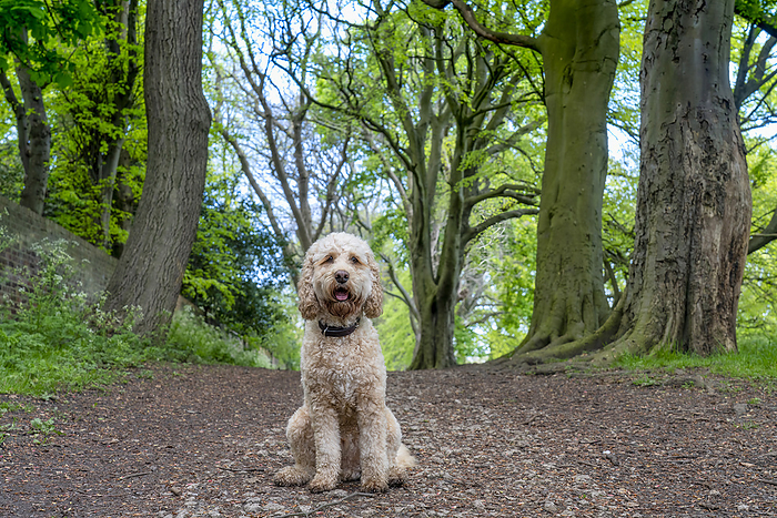Blond cockapoo dog sits in the middle of a park trail looking at the camera; Sunderland, Tyne and Wear, England, Photo by John Short / Design Pics