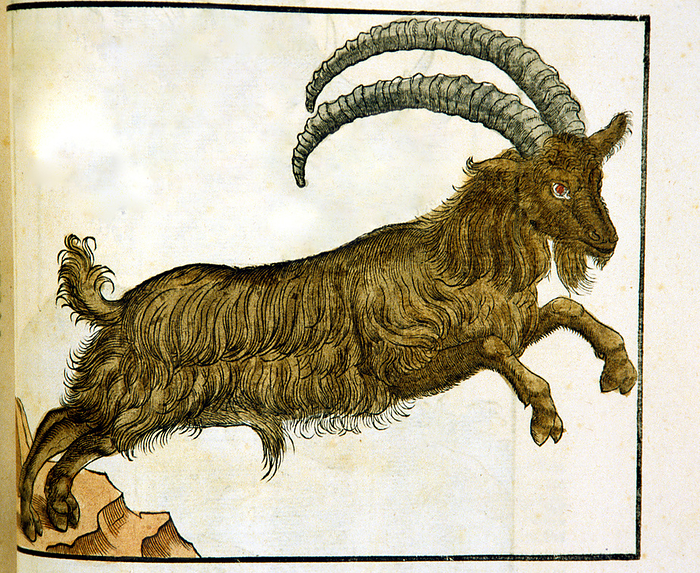 Capricorni uel potius ibicis ca. 1551  Hand colored woodcut of an ibex in profile