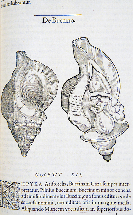 De buccino ca. 1554  Woodcut illustration of two seashells