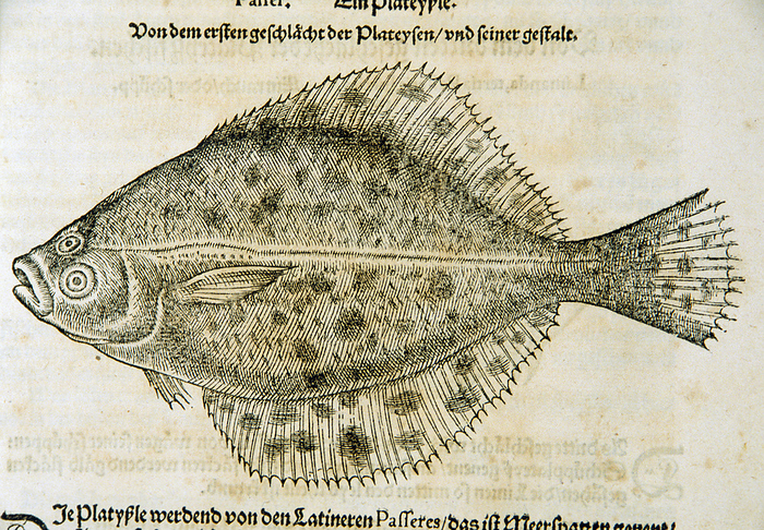 Passer  Ein Plateyssle ca. 1563  Woodcut illustration of a flounder