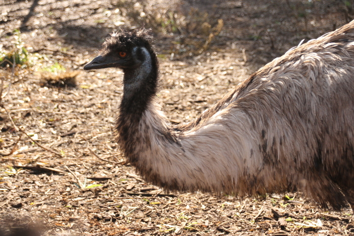 Emu from the shoulder up