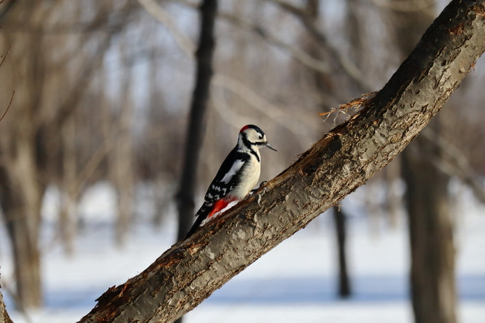 Red-cockaded woodpecker perching on a tree branch