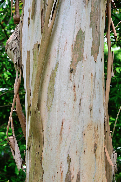 Eucalyptus Eucalyptus (Eucalyptus globulus) Euphorbiaceae