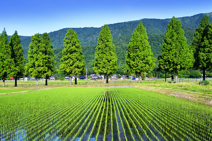 Metasequoia Trees Rural Landscape Takashima City, Shiga Prefecture Beautiful rice paddies and rows of metasequoia trees
