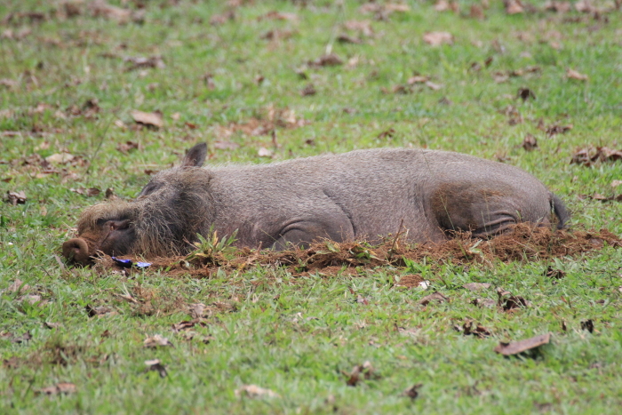 Bearded boar lying on dug-out soil
