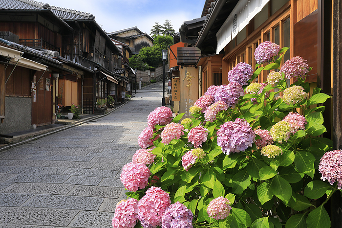 Hydrangea blooming on Ninenzaka Hill in the morning, Kyoto