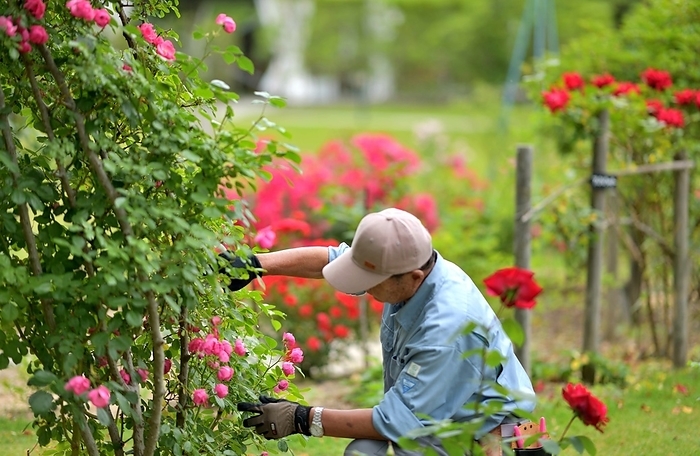 Landscape architect tending to the rose garden