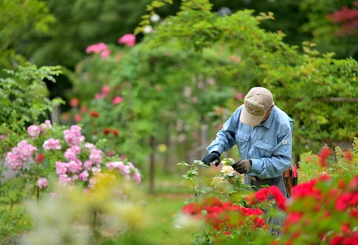 Landscape architect tending to the rose garden