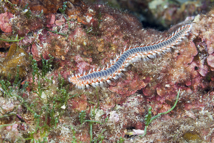Fireworm, Croatia Fireworm, Hermodice carunculata, Vis Island, Mediterranean Sea, Croatia, Photo by Reinhard Dirscherl