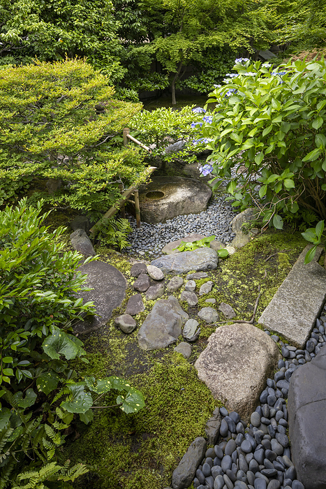 Hydrangea-blooming Kanchiin Garden, Kyoto City, Kyoto Prefecture