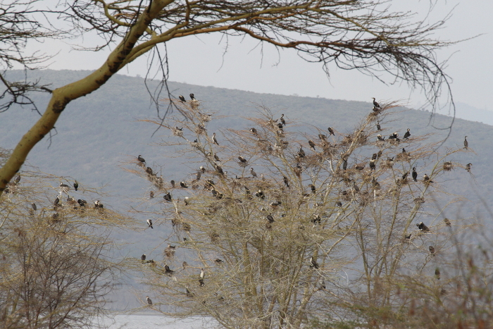 Cormorant nesting site on the shore of Lake Nakuru