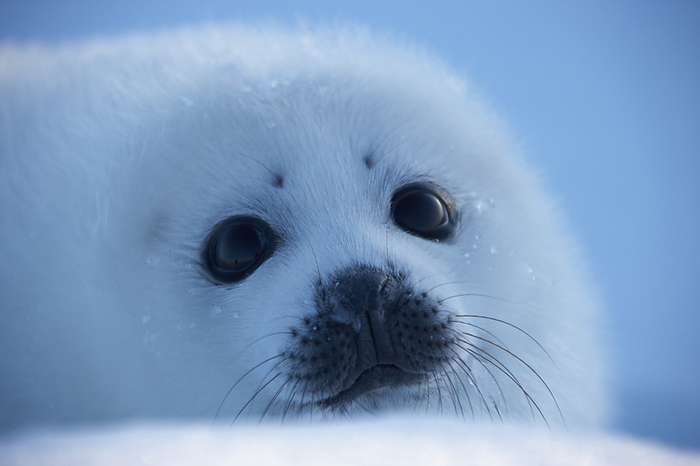 harp seal (Phoca groenlandica)