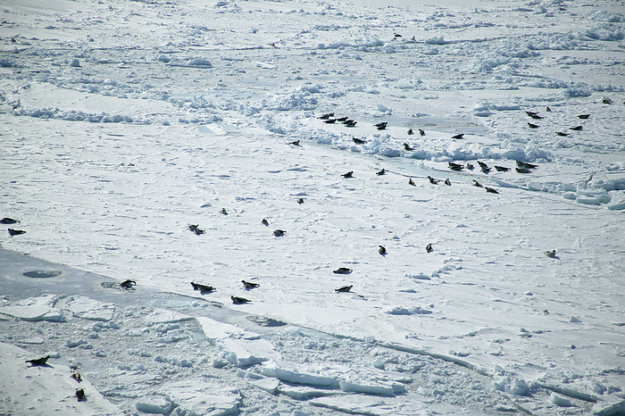 Habitat of turtledove seals