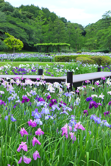 Hanashobu at Hamamatsu Flower Park Hamamatsu City, Shizuoka Prefecture