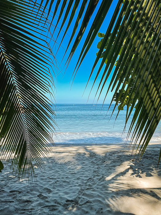 Tropical view of sandy beach and ocean through palm leaves.
