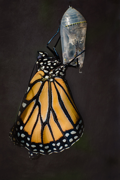 The birth of a Monarch butterfly
