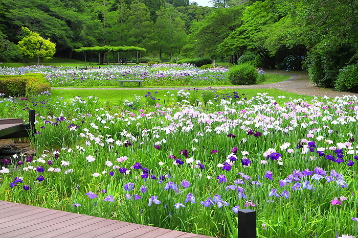 Hanashobu at Hamamatsu Flower Park Hamamatsu City, Shizuoka Prefecture