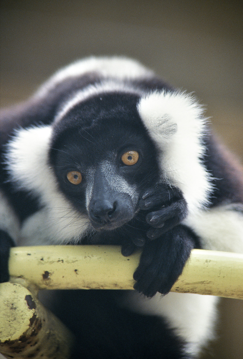 ruffed lemur (Varecia rubra)