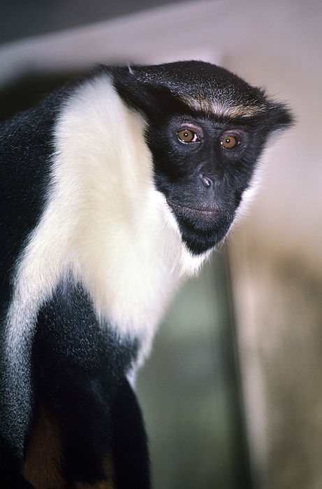 Diana monkey (Cercopithecus diana)