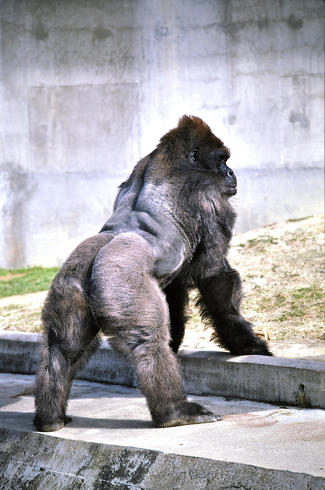 Roland's gorilla (Gorilla rolandica)