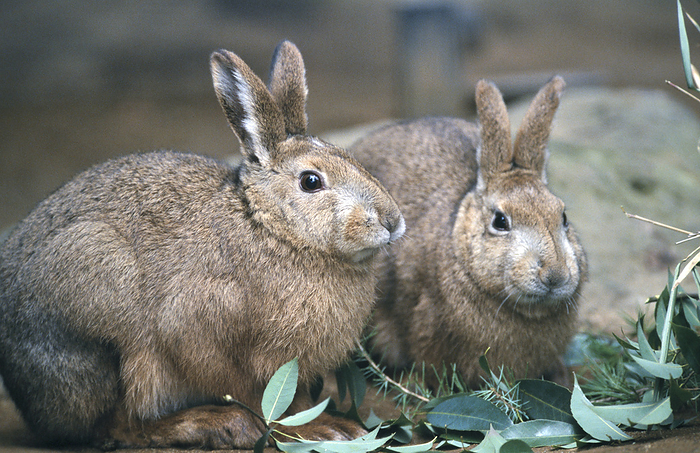 Lepus brachyurus lyoni (subspecies of Japanese hare)